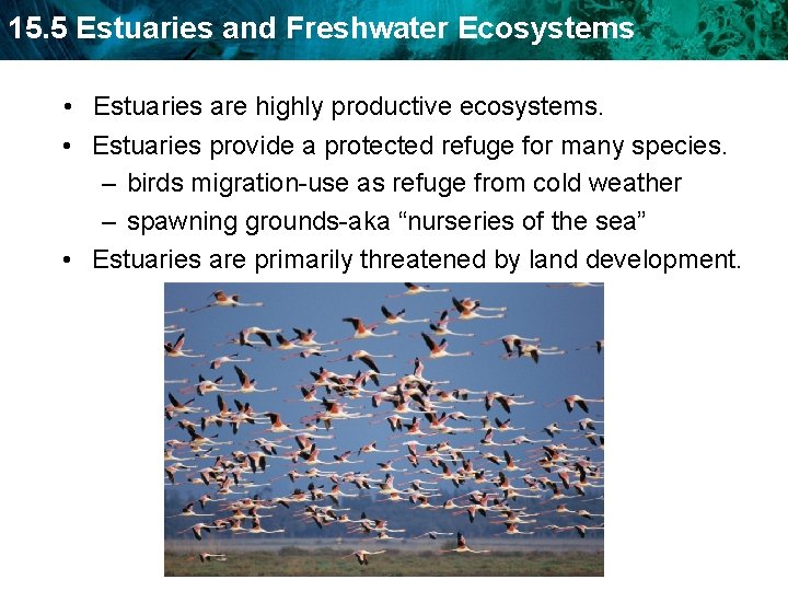 15. 5 Estuaries and Freshwater Ecosystems • Estuaries are highly productive ecosystems. • Estuaries