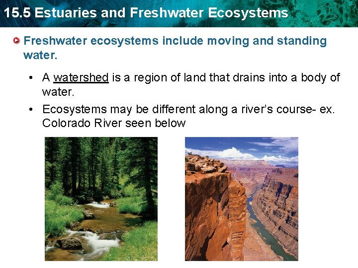 15. 5 Estuaries and Freshwater Ecosystems Freshwater ecosystems include moving and standing water. •