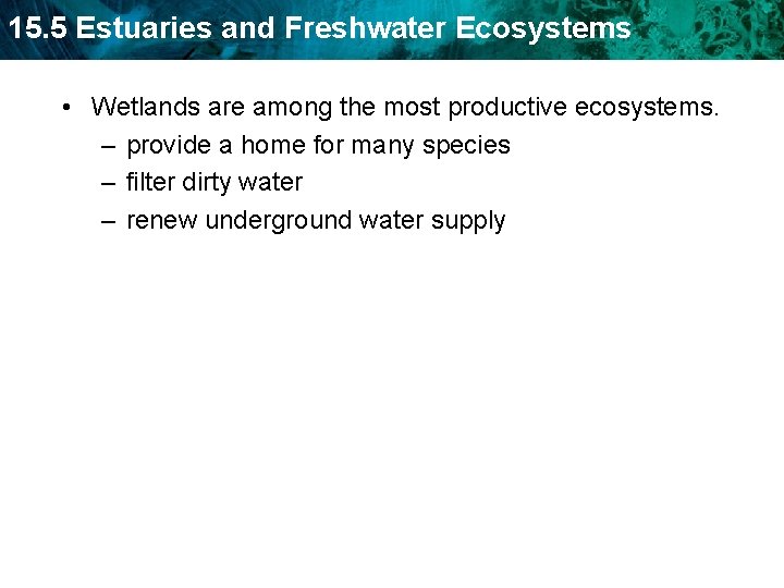 15. 5 Estuaries and Freshwater Ecosystems • Wetlands are among the most productive ecosystems.