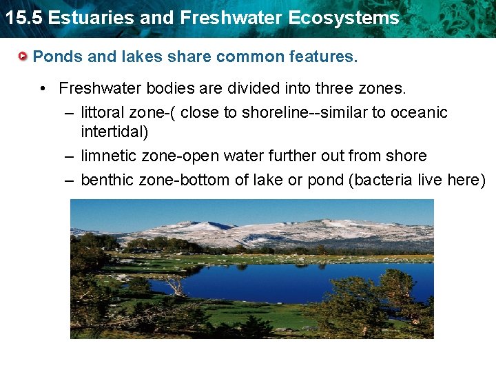 15. 5 Estuaries and Freshwater Ecosystems Ponds and lakes share common features. • Freshwater