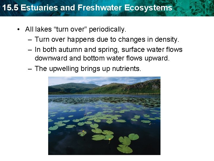 15. 5 Estuaries and Freshwater Ecosystems • All lakes “turn over” periodically. – Turn