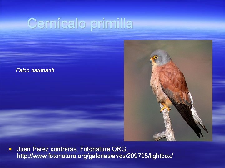 Cernícalo primilla Falco naumanii Juan Perez contreras. Fotonatura ORG. http: //www. fotonatura. org/galerias/aves/209795/lightbox/ 
