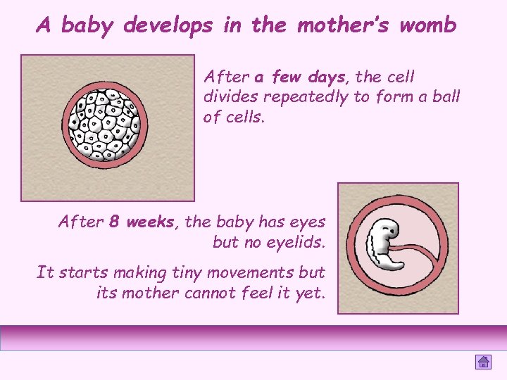 A baby develops in the mother’s womb After a few days, the cell divides