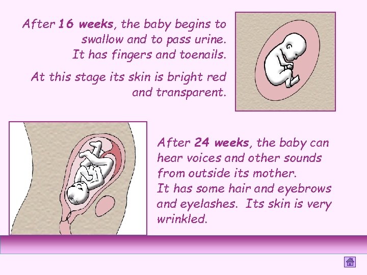 After 16 weeks, the baby begins to swallow and to pass urine. It has