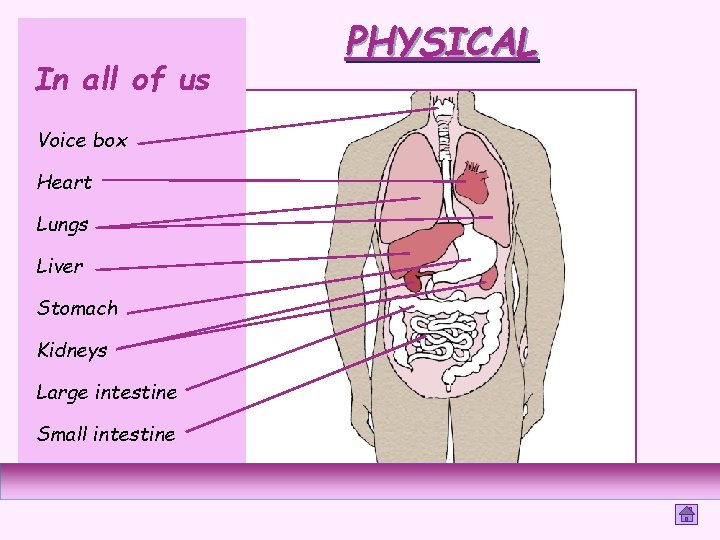 In all of us Voice box Heart Lungs Liver Stomach Kidneys Large intestine Small