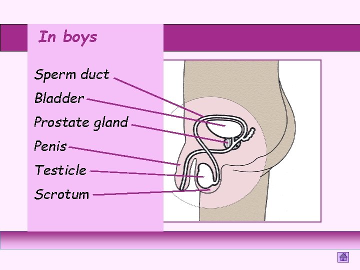 In boys Sperm duct Bladder Prostate gland Penis Testicle Scrotum 