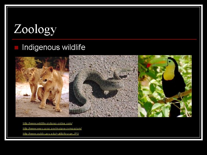 Zoology n Indigenous wildlife http: //www. wildlife-pictures-online. com/ http: //www. werc. usgs. gov/mojave-symposium/ http: Zoology n Indigenous wildlife http: //www. wildlife-pictures-online. com/ http: //www. werc. usgs. gov/mojave-symposium/ http: