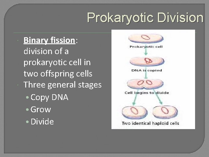 Prokaryotic Division Binary fission: division of a prokaryotic cell in two offspring cells Three