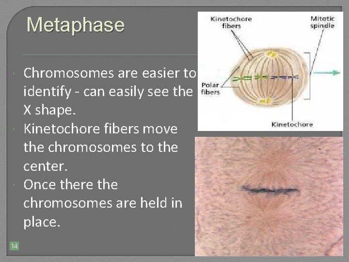 Metaphase 14 Chromosomes are easier to identify - can easily see the X shape.