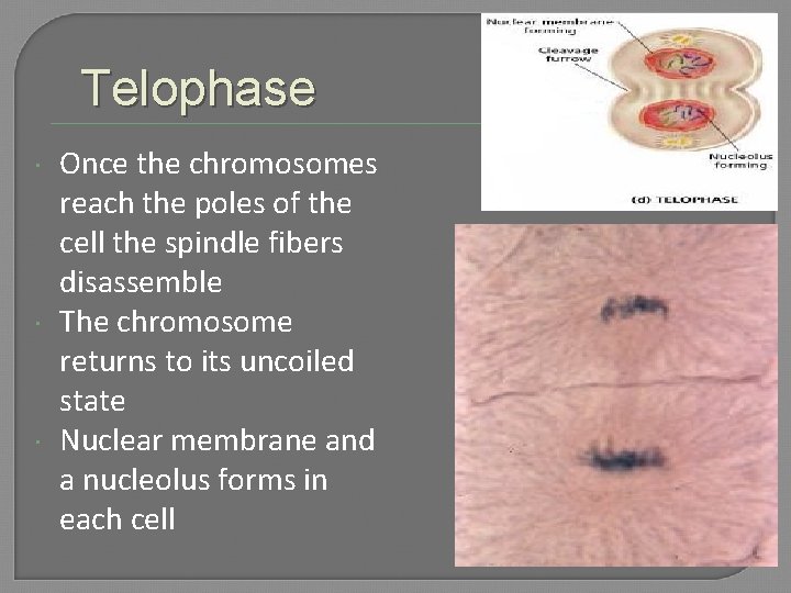 Telophase Once the chromosomes reach the poles of the cell the spindle fibers disassemble