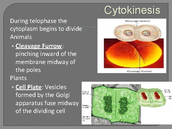  During telophase the cytoplasm begins to divide Animals • Cleavage Furrow: pinching inward