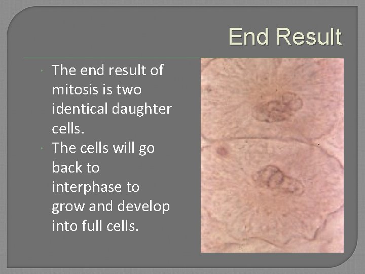 End Result The end result of mitosis is two identical daughter cells. The cells