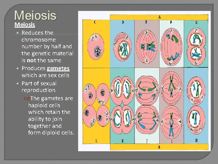  Meiosis • Reduces the chromosome number by half and the genetic material is