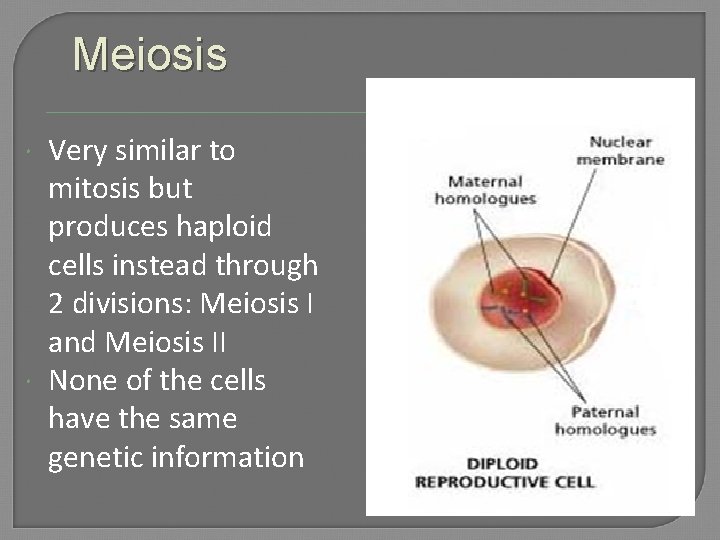 Meiosis Very similar to mitosis but produces haploid cells instead through 2 divisions: Meiosis