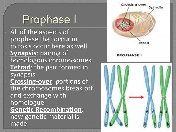 Prophase I All of the aspects of prophase that occur in mitosis occur here