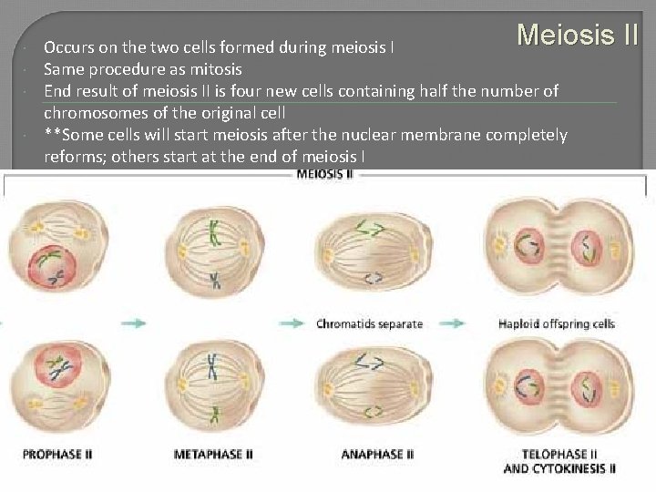  23 Meiosis II Occurs on the two cells formed during meiosis I Same