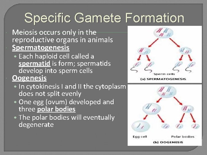 Specific Gamete Formation Meiosis occurs only in the reproductive organs in animals Spermatogenesis •
