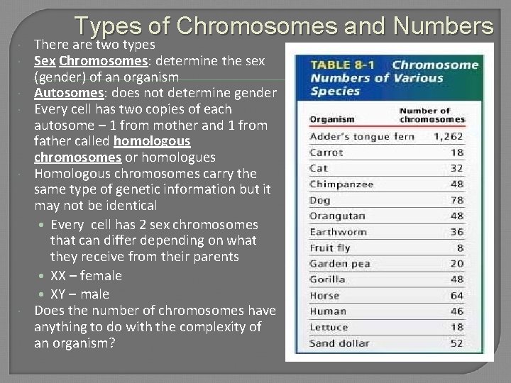 Types of Chromosomes and Numbers There are two types Sex Chromosomes: determine the