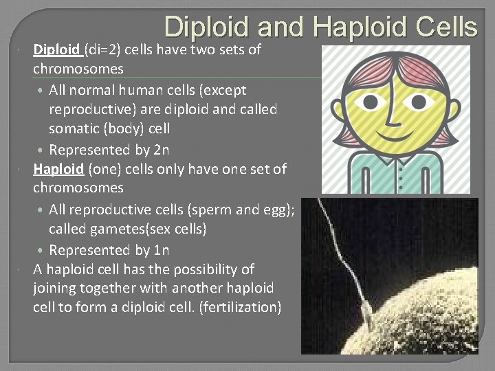 Diploid and Haploid Cells Diploid (di=2) cells have two sets of chromosomes • All