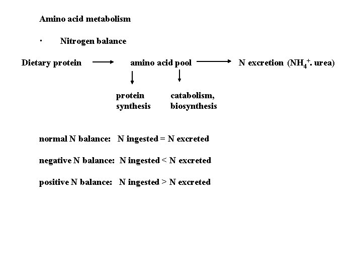Amino acid metabolism · Nitrogen balance Dietary protein amino acid pool protein synthesis catabolism,