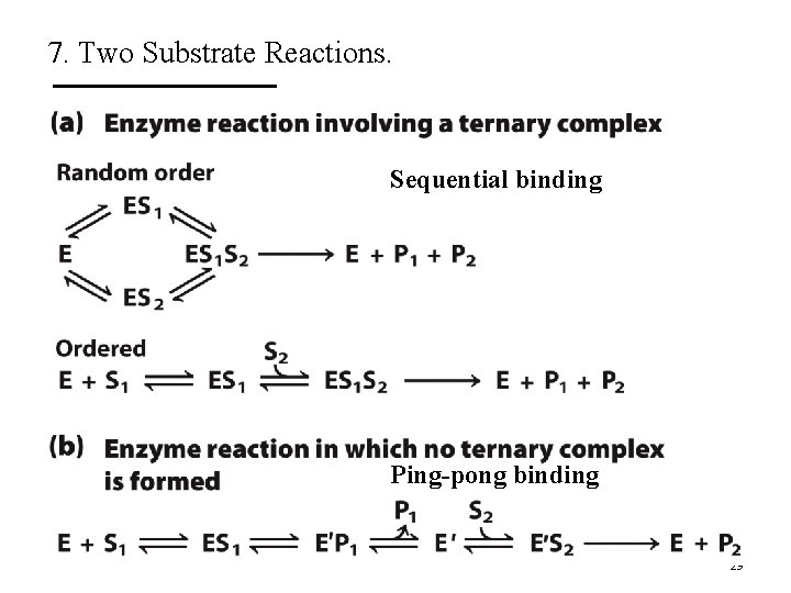 7. Two Substrate Reactions. Sequential binding Ping-pong binding 29 