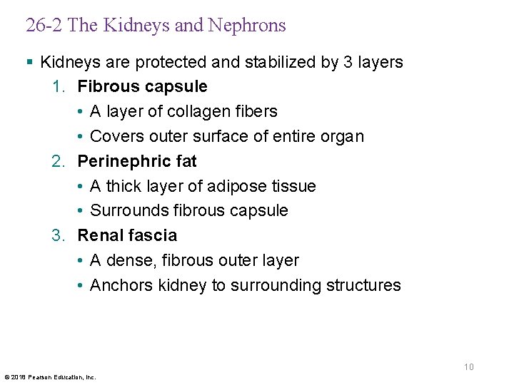 26 -2 The Kidneys and Nephrons § Kidneys are protected and stabilized by 3