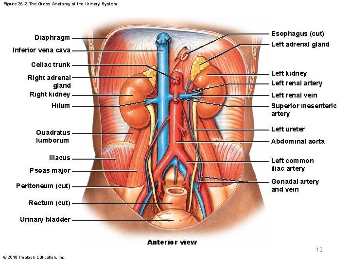 Figure 26– 3 The Gross Anatomy of the Urinary System. Esophagus (cut) Diaphragm Left
