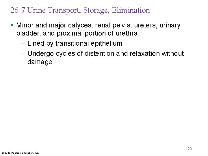 26 -7 Urine Transport, Storage, Elimination § Minor and major calyces, renal pelvis, ureters,