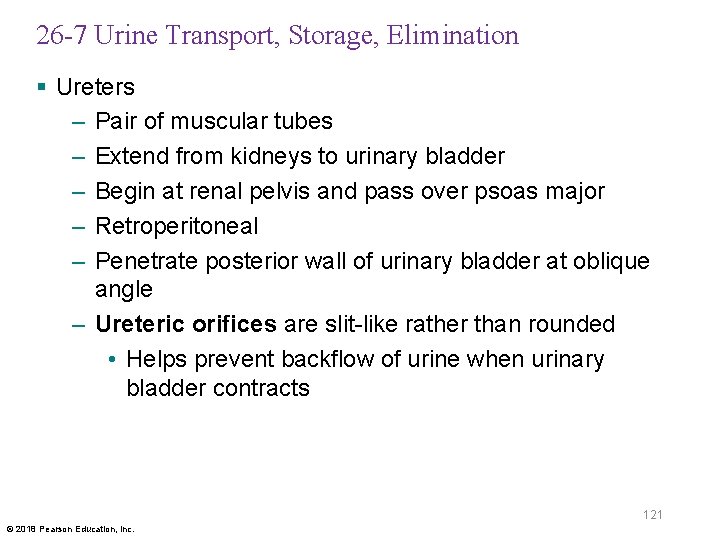 26 -7 Urine Transport, Storage, Elimination § Ureters – Pair of muscular tubes –