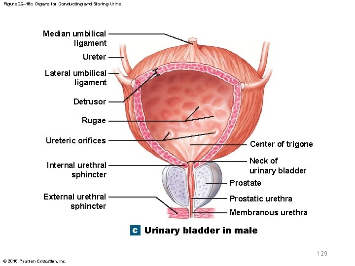 Figure 26– 18 c Organs for Conducting and Storing Urine. Median umbilical ligament Ureter