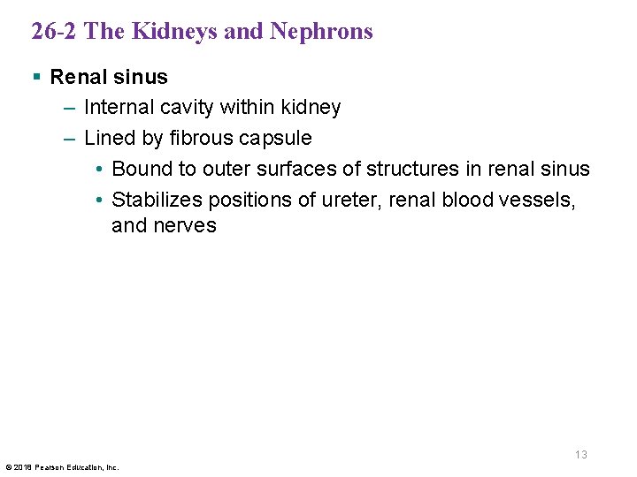 26 -2 The Kidneys and Nephrons § Renal sinus – Internal cavity within kidney