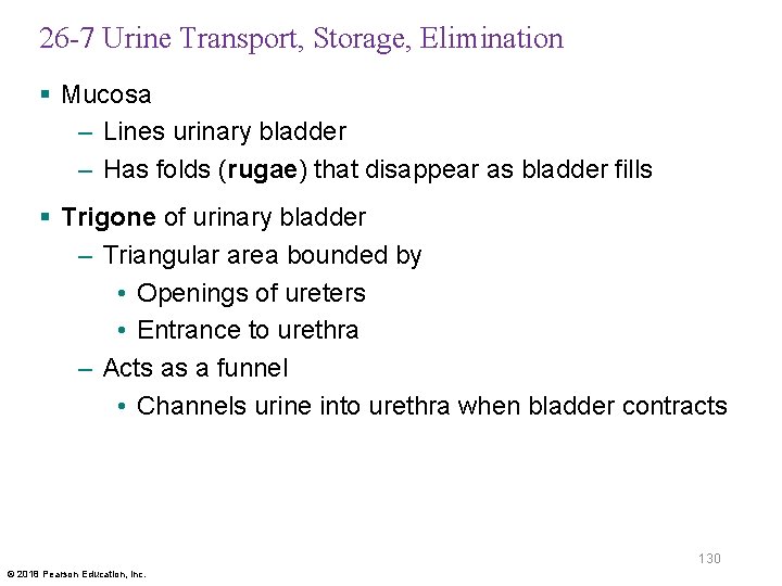 26 -7 Urine Transport, Storage, Elimination § Mucosa – Lines urinary bladder – Has