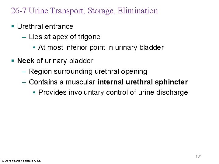 26 -7 Urine Transport, Storage, Elimination § Urethral entrance – Lies at apex of