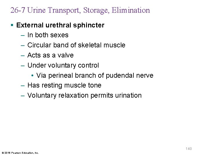 26 -7 Urine Transport, Storage, Elimination § External urethral sphincter – In both sexes
