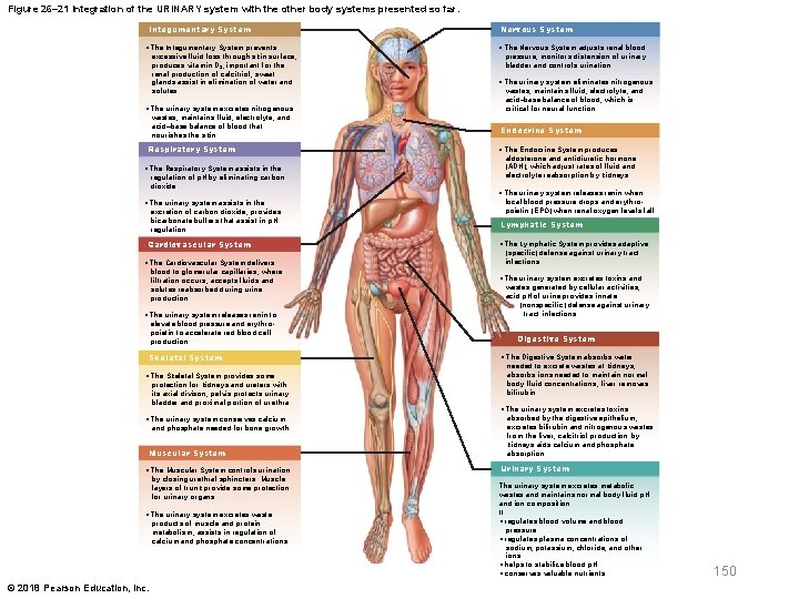 Figure 26– 21 Integration of the URINARY system with the other body systems presented