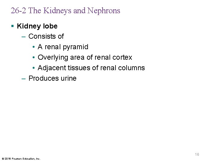 26 -2 The Kidneys and Nephrons § Kidney lobe – Consists of • A