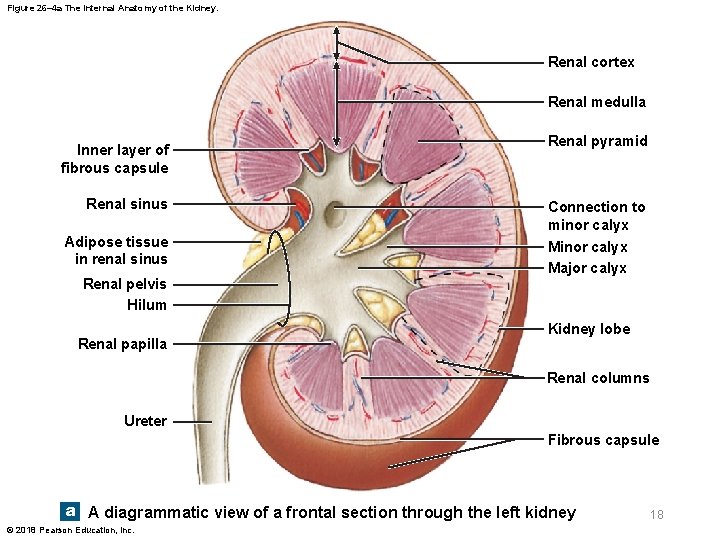 Figure 26– 4 a The Internal Anatomy of the Kidney. Renal cortex Renal medulla