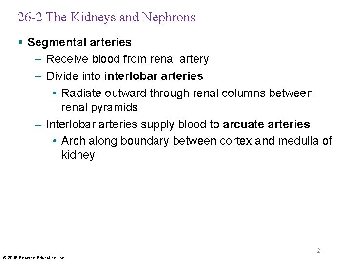 26 -2 The Kidneys and Nephrons § Segmental arteries – Receive blood from renal