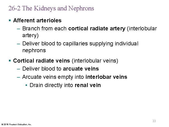 26 -2 The Kidneys and Nephrons § Afferent arterioles – Branch from each cortical