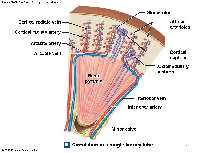 Figure 26– 5 b The Blood Supply to the Kidneys. Glomerulus Afferent arterioles Cortical