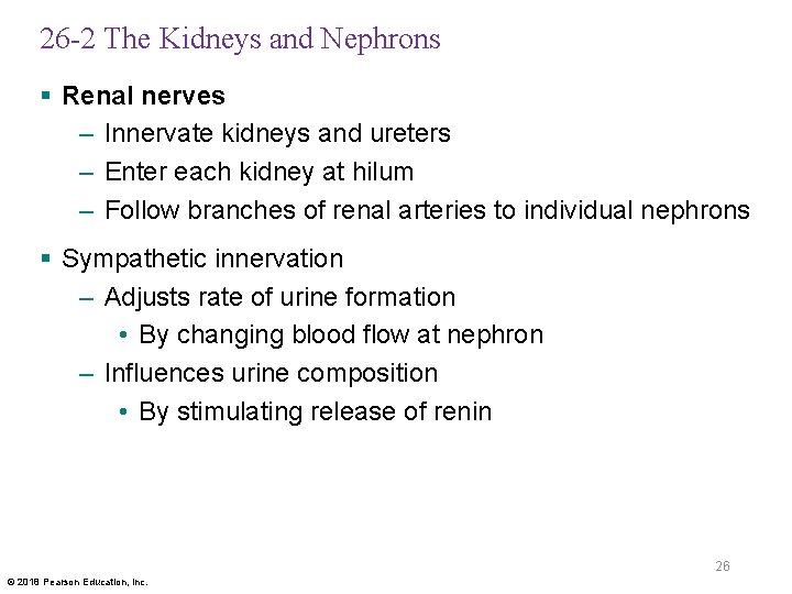 26 -2 The Kidneys and Nephrons § Renal nerves – Innervate kidneys and ureters