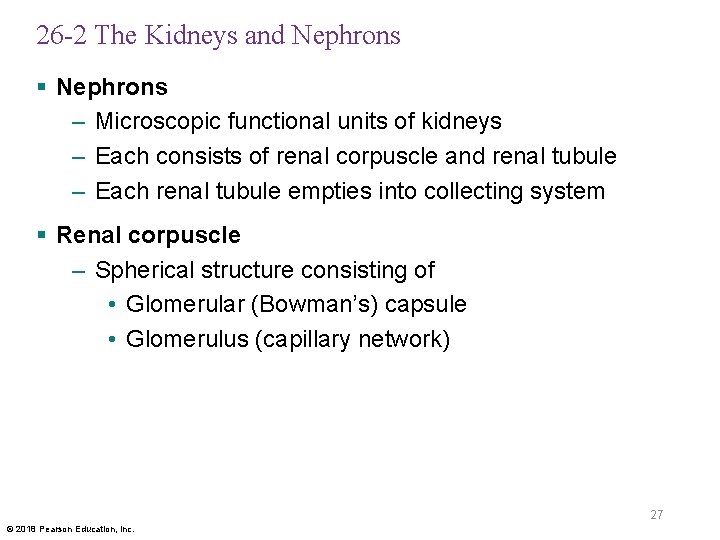 26 -2 The Kidneys and Nephrons § Nephrons – Microscopic functional units of kidneys