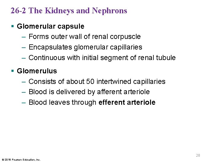 26 -2 The Kidneys and Nephrons § Glomerular capsule – Forms outer wall of