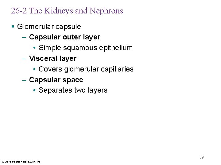 26 -2 The Kidneys and Nephrons § Glomerular capsule – Capsular outer layer •