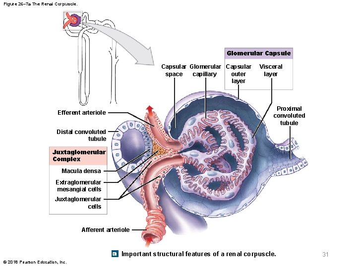 Figure 26– 7 a The Renal Corpuscle. Glomerular Capsule Capsular Glomerular Capsular outer space