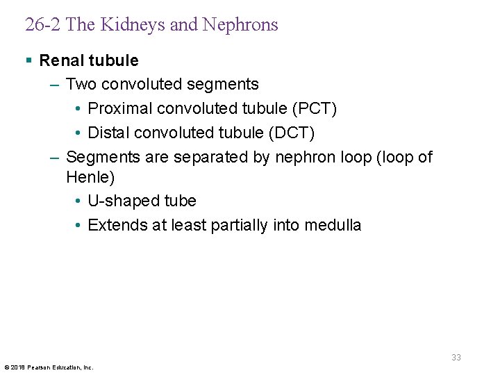 26 -2 The Kidneys and Nephrons § Renal tubule – Two convoluted segments •