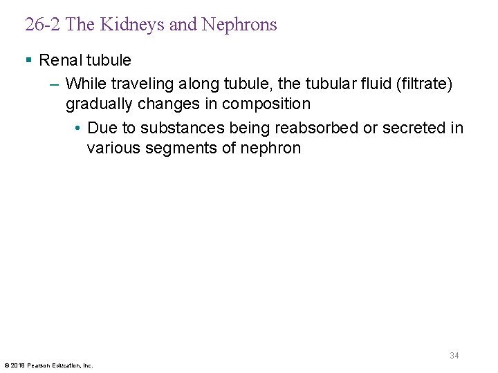 26 -2 The Kidneys and Nephrons § Renal tubule – While traveling along tubule,