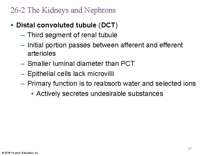 26 -2 The Kidneys and Nephrons § Distal convoluted tubule (DCT) – Third segment