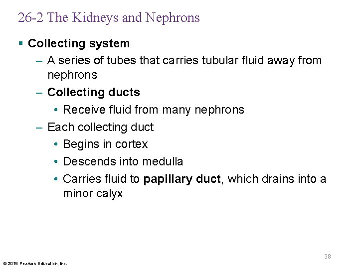 26 -2 The Kidneys and Nephrons § Collecting system – A series of tubes