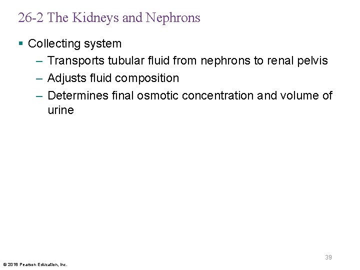 26 -2 The Kidneys and Nephrons § Collecting system – Transports tubular fluid from